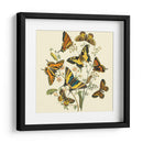 Mariposa Reuniendo I - Vision Studio | Cuadro decorativo de Canvas Lab