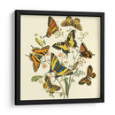 Mariposa Reuniendo I - Vision Studio | Cuadro decorativo de Canvas Lab