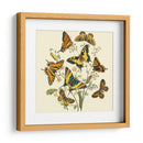 Mariposa Reuniendo I - Vision Studio | Cuadro decorativo de Canvas Lab