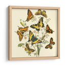 Mariposa Reuniendo I - Vision Studio | Cuadro decorativo de Canvas Lab