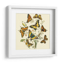 Mariposa Reuniendo I - Vision Studio | Cuadro decorativo de Canvas Lab