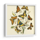 Mariposa Reuniendo I - Vision Studio | Cuadro decorativo de Canvas Lab