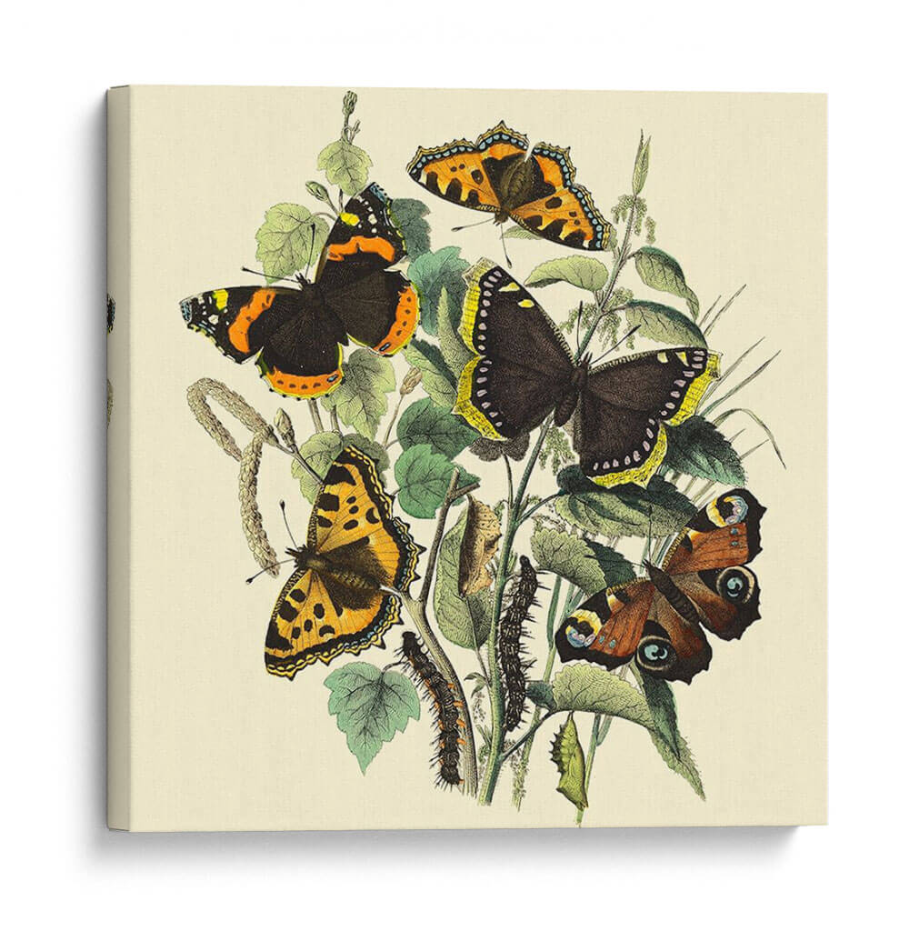 Mariposa Reunión Ii - Vision Studio | Cuadro decorativo de Canvas Lab