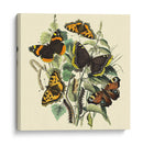 Mariposa Reunión Ii - Vision Studio | Cuadro decorativo de Canvas Lab