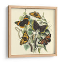 Mariposa Reunión Ii - Vision Studio | Cuadro decorativo de Canvas Lab