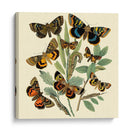 Mariposa Reuniendo Iii - Vision Studio | Cuadro decorativo de Canvas Lab