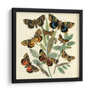 Mariposa Reuniendo Iii - Vision Studio | Cuadro decorativo de Canvas Lab