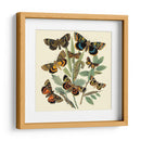 Mariposa Reuniendo Iii - Vision Studio | Cuadro decorativo de Canvas Lab