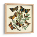 Mariposa Reuniendo Iii - Vision Studio | Cuadro decorativo de Canvas Lab