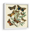 Mariposa Reuniendo Iii - Vision Studio | Cuadro decorativo de Canvas Lab