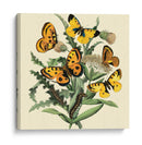 Mariposa Reunión Iv - Vision Studio | Cuadro decorativo de Canvas Lab