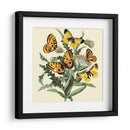 Mariposa Reunión Iv - Vision Studio | Cuadro decorativo de Canvas Lab