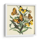 Mariposa Reunión Iv - Vision Studio | Cuadro decorativo de Canvas Lab