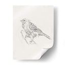 Estudio Aviar Iii - Ethan Harper | Cuadro decorativo de Canvas Lab