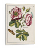 Rosa Rosada | Cuadro decorativo de Canvas Lab