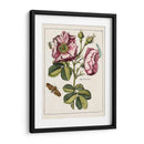 Rosa Rosada | Cuadro decorativo de Canvas Lab