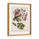 Rosa Rosada | Cuadro decorativo de Canvas Lab