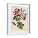 Rosa Rosada | Cuadro decorativo de Canvas Lab