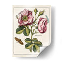 Rosa Rosada | Cuadro decorativo de Canvas Lab