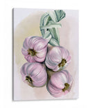 Braida De Ajo I - Jennifer Paxton Parker | Cuadro decorativo de Canvas Lab