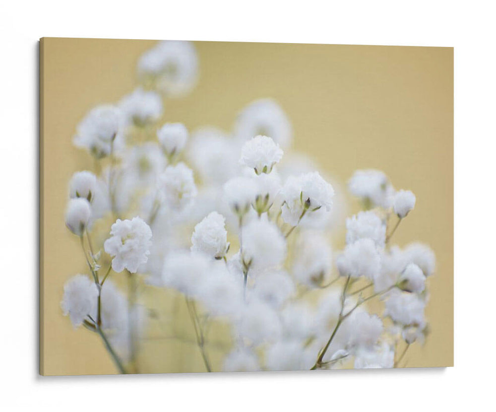 Babys Hermision Study Iii - James McLoughlin | Cuadro decorativo de Canvas Lab