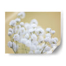 Babys Hermision Study Iii - James McLoughlin | Cuadro decorativo de Canvas Lab