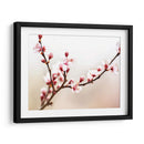 Estudio De La Flor De Cerezo I - James McLoughlin | Cuadro decorativo de Canvas Lab