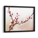 Estudio De La Flor De Cerezo I - James McLoughlin | Cuadro decorativo de Canvas Lab