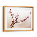 Estudio De La Flor De Cerezo I - James McLoughlin | Cuadro decorativo de Canvas Lab