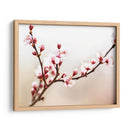 Estudio De La Flor De Cerezo I - James McLoughlin | Cuadro decorativo de Canvas Lab