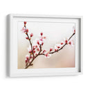 Estudio De La Flor De Cerezo I - James McLoughlin | Cuadro decorativo de Canvas Lab