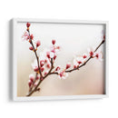 Estudio De La Flor De Cerezo I - James McLoughlin | Cuadro decorativo de Canvas Lab