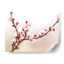 Estudio De La Flor De Cerezo I - James McLoughlin | Cuadro decorativo de Canvas Lab