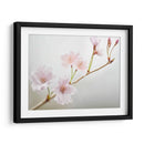 Estudio De Flor De Cerezo Ii - James McLoughlin | Cuadro decorativo de Canvas Lab