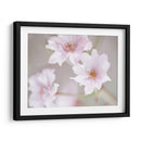 Estudio De Flor De Cerezo Iii - James McLoughlin | Cuadro decorativo de Canvas Lab