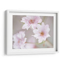 Estudio De Flor De Cerezo Iii - James McLoughlin | Cuadro decorativo de Canvas Lab