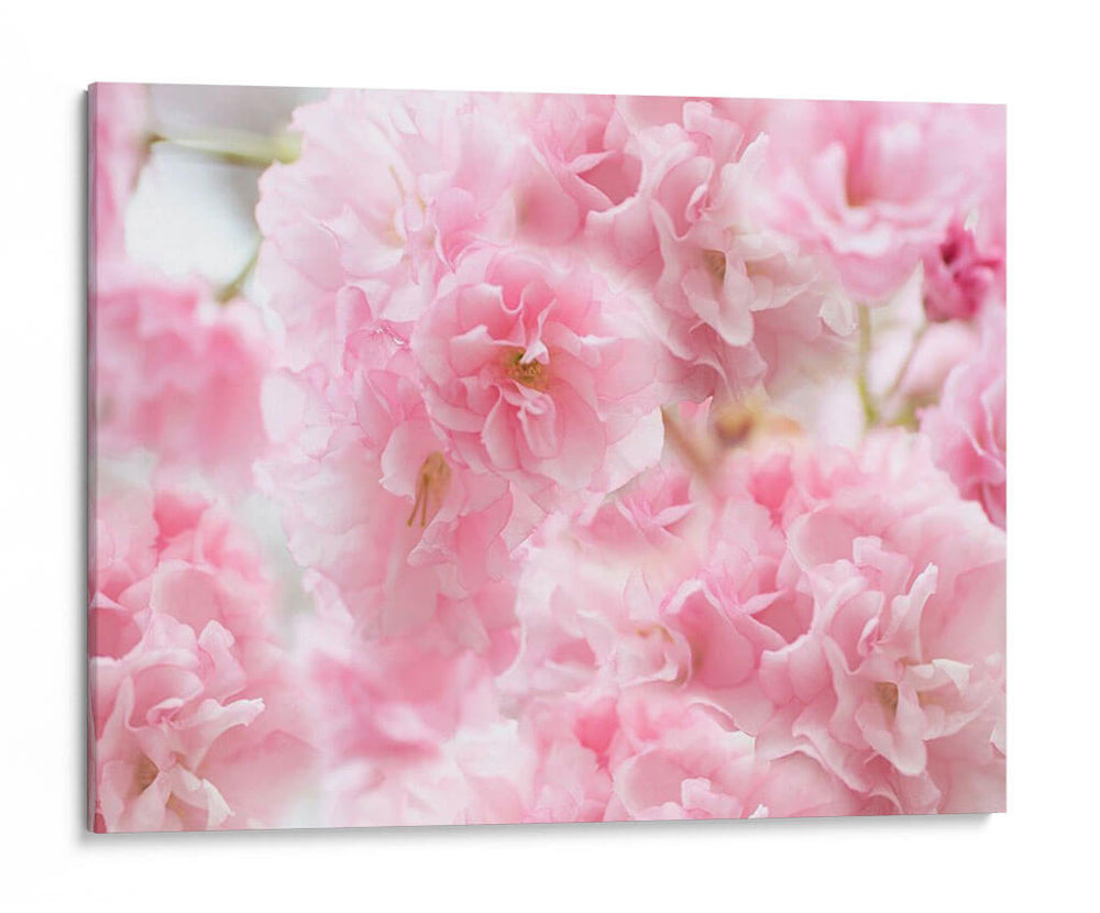Estudio De Flor De Cerezo Iv - James McLoughlin | Cuadro decorativo de Canvas Lab
