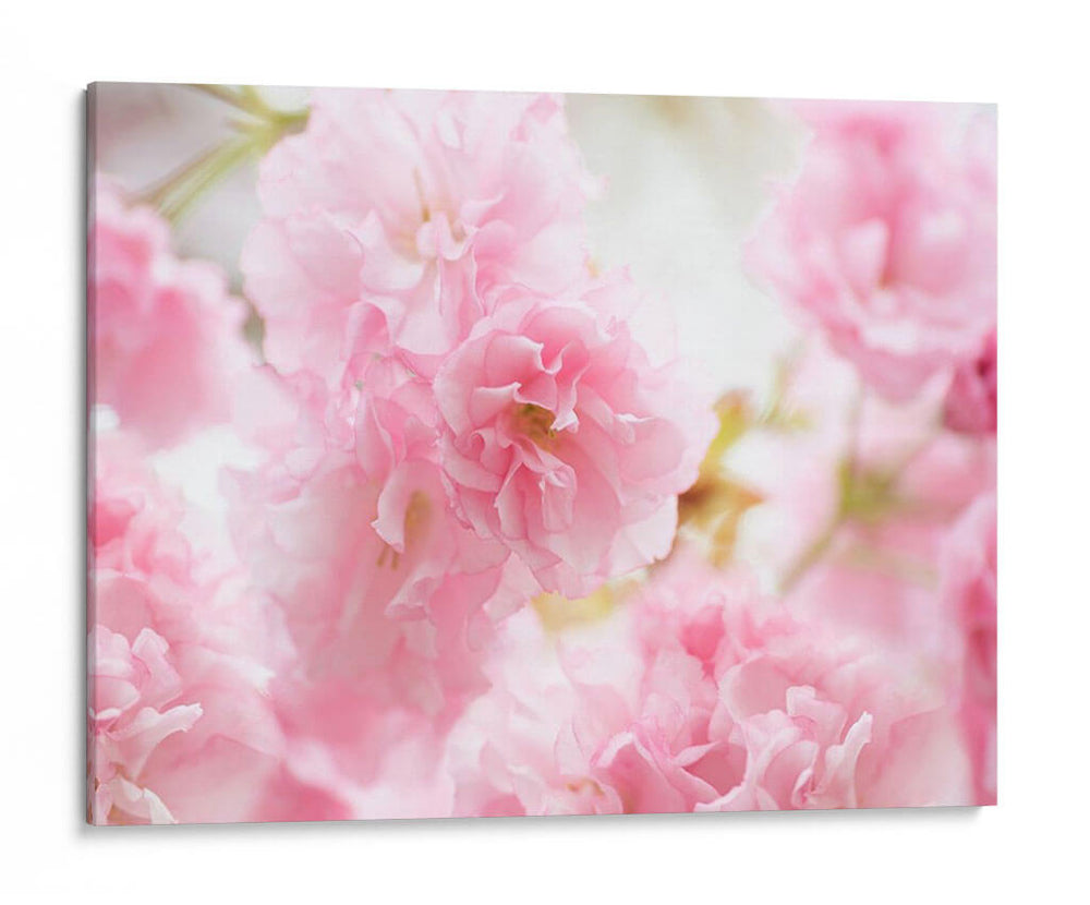 Estudio De Flor De Cerezo V - James McLoughlin | Cuadro decorativo de Canvas Lab