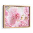 Estudio De Flor De Cerezo V - James McLoughlin | Cuadro decorativo de Canvas Lab