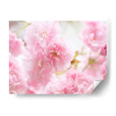 Estudio De Flor De Cerezo V - James McLoughlin | Cuadro decorativo de Canvas Lab