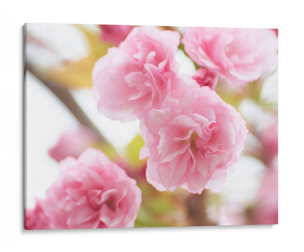 Estudio De Flor De Cerezo Vi - James McLoughlin | Cuadro decorativo de Canvas Lab