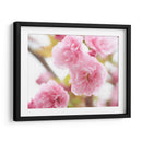 Estudio De Flor De Cerezo Vi - James McLoughlin | Cuadro decorativo de Canvas Lab