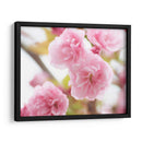 Estudio De Flor De Cerezo Vi - James McLoughlin | Cuadro decorativo de Canvas Lab