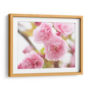 Estudio De Flor De Cerezo Vi - James McLoughlin | Cuadro decorativo de Canvas Lab