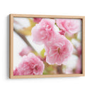 Estudio De Flor De Cerezo Vi - James McLoughlin | Cuadro decorativo de Canvas Lab