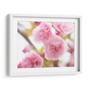 Estudio De Flor De Cerezo Vi - James McLoughlin | Cuadro decorativo de Canvas Lab