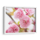 Estudio De Flor De Cerezo Vi - James McLoughlin | Cuadro decorativo de Canvas Lab