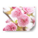 Estudio De Flor De Cerezo Vi - James McLoughlin | Cuadro decorativo de Canvas Lab