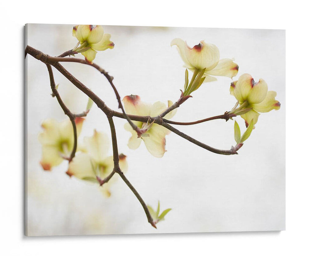 Doygwood Detlele I - James McLoughlin | Cuadro decorativo de Canvas Lab