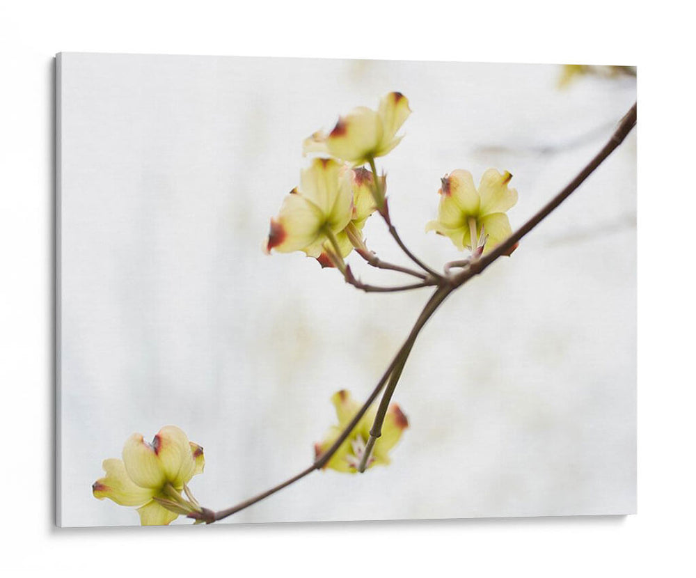 Dovwood Detlete Ii - James McLoughlin | Cuadro decorativo de Canvas Lab